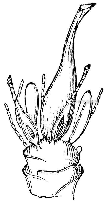 幼齿藓属植物(虎齿藓属)药囊和颈卵器- 19世纪